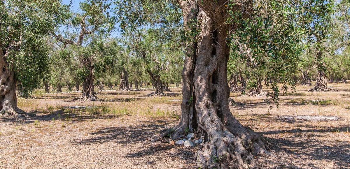 tour percorsi naturalistici puglia