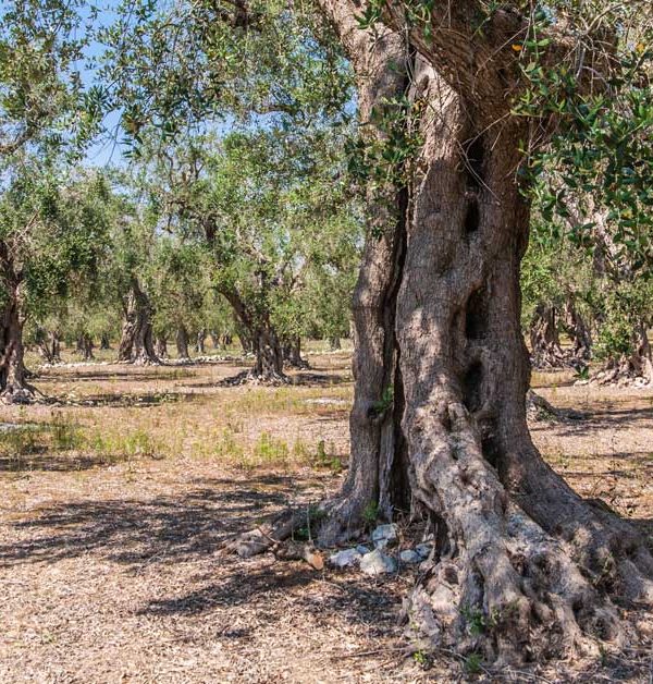 tour percorsi naturalistici puglia