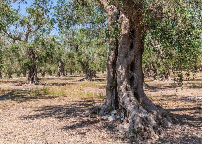 tour percorsi naturalistici puglia