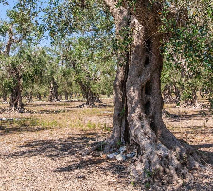tour percorsi naturalistici puglia
