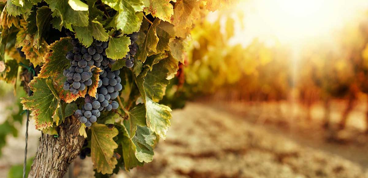 degustazione vini pugliesi