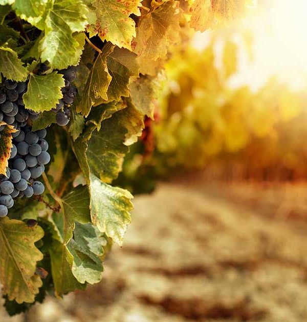 degustazione vini pugliesi