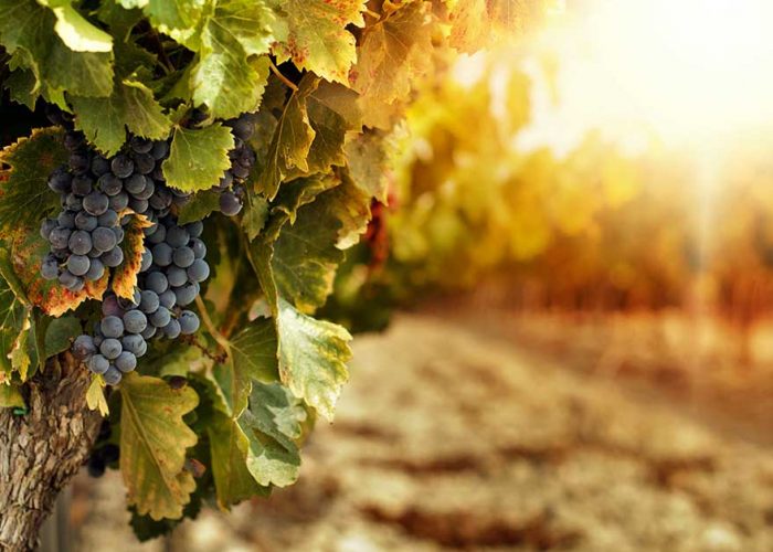 degustazione vini pugliesi