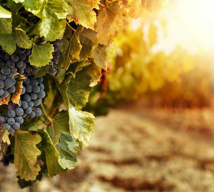 degustazione vini pugliesi